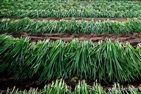 韭菜種植日照|韭菜啥時候種植和移栽？有什麼方法和技巧？記住幾點越長越粗壯。